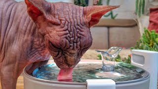 Meet the Revolutionary Pumpless CAT Water Fountain🔸 ELFIN FOUNTAIN [upl. by Kreegar340]