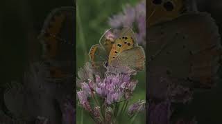 motyl czerwończyk żarek  Lycaena phlaeas Small copper butterfly  butterflies motyle [upl. by Aciemaj]