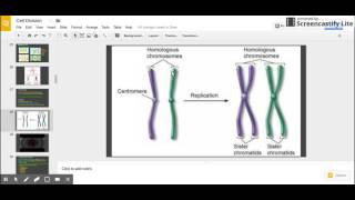 Sister Chromatids vs Homologous Chromosomes [upl. by Annaliese]