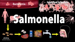 Salmonella Infections  Salmonellosis Animation [upl. by Dalis]