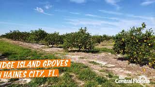 Pick an Orange at Ridge Island Groves  Haines City FL [upl. by Sivolc]