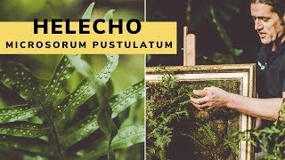 Helecho Microsorum pustulatum características y cuidados  Bricomanía  Jardinatis [upl. by Ingemar]