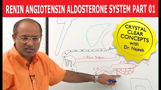 Renin Angiotensin Aldosterone System  RAAS Part 1👨‍⚕️ [upl. by Hartzke720]