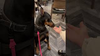 Doberman sahibinden başka kimseden bişey almaz 😱😂 köpek dobermann doberman [upl. by Ayor]