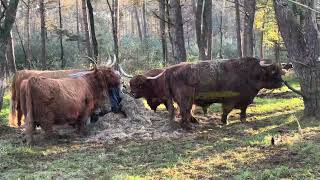 Schotse Hooglanders krijgen hun favoriete snack [upl. by Hsuk170]