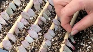 How to Propagate Echeveria succulents from Leaves  Incl Rare Crested form of Ling Snow Ariel 凌雪 [upl. by Bodi]