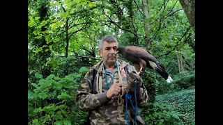 HARRIS HAWK WOODY WAITING FOR A SIGN TO START CREANCE [upl. by Aitnahs380]