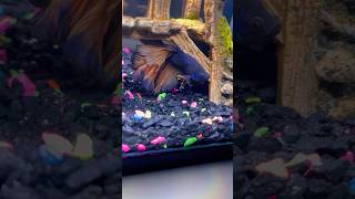 Betta fish loves his home trending shorts youtubeshorts youtube ytshorts reels aquarium fyp [upl. by Enorahs726]