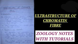 ULTRASTRUCTURE OF CHROMATIN FIBRE chromatinfibre zoologynotes biology vbu bbmku zoologynotes [upl. by Abshier]