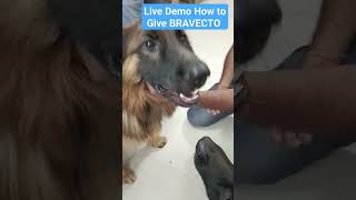 Bravecto tablet for tick treatment youtubeshorts dog realdog viral tickfever germanshepherd [upl. by Nicolais]