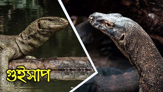 গুইসাপ  Monitor Lizard  Modern Day Dragon  বাংলার গুইসাপ [upl. by Shiroma]