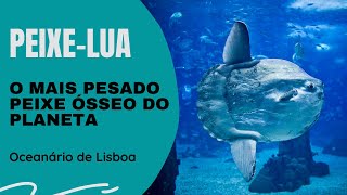 PEIXELUA  Oceanário de Lisboa  O mais pesado peixe ósseo do Planeta [upl. by Adil]