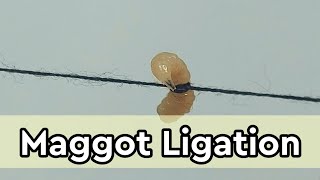 Maggot Ligation anterior and posterior [upl. by Filler57]