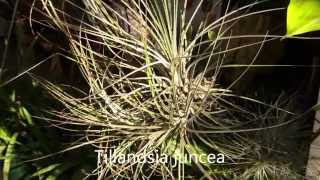 Tillandsia Impressions Planta Brutt Video 10 [upl. by Urian]