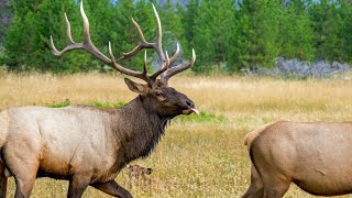 Bull Behaviors with His Harem During the Elk Rut [upl. by Nednerb]