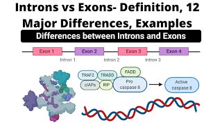 Introns vs Exons Definition 12 Major Differences Examples [upl. by Tice625]