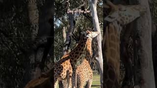 Safari at Werribee Zoo🦓🦍🦒 zoo safari animal australia melbourne werribee wildlife daytrip [upl. by Corenda448]