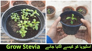 Growing Stevia Plants At Home  Karachi Pakistan [upl. by Hcahsem]