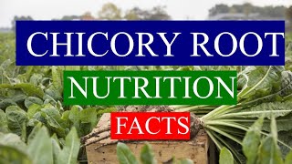 CHICORY ROOT  HEALTH BENEFITS AND NUTRIENTS FACTS [upl. by Encratis]