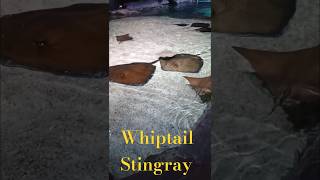 Whiptail Stingray [upl. by Seana]