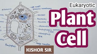 Eukaryotic plant cell  Plant cell diagram  Model  Cell  Bio  Class 11  HinEng  Kishor Sir [upl. by Grove]