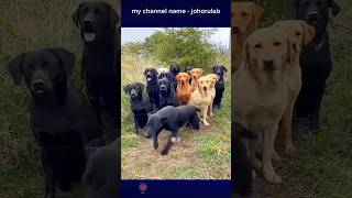 new dog names for your dogs 🤠🤣 dog names namesdog dogstraning dogfamily [upl. by Emee]