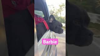 Barbie rap memes funny cartoonnetwork cartoon petdog petlover pet [upl. by Elleb]