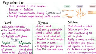 Polysaccharides  starch glycogen and cellulose  class 11 [upl. by Seadon]