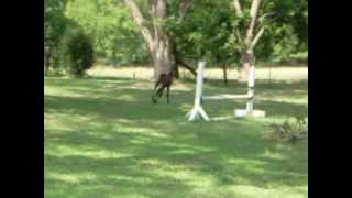 Happy Jumps  newborn foal showing hes bred to jump [upl. by Norrie904]