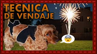 Vendaje terapéutico la clave para tranquilizar a tu perro durante los fuegos artificiales [upl. by Abehs]