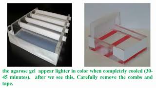 Casting Agarose Gel Electrophoresis [upl. by Ranilopa447]