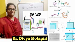 Polyacrylamide gel electrophoresis  PAGESDSPAGE  in detail with buffer preparationGenes amp Genus [upl. by Carlin733]