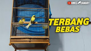 JANGAN DITIRU‼️KENARI TERBANG BEBAS DIUMBAR DALAM RUMAH [upl. by Ihtak384]