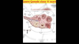 Learn Gonadsovariesclass 11 part 2 ncert trending shorts neet science education new news [upl. by Korfonta]