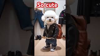 So cute dogdoglover dogshorts cutedogs labrador youtubeshorts [upl. by Essenaj]