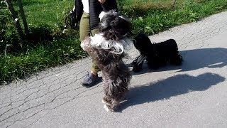 Tibet Terrier [upl. by Constance179]