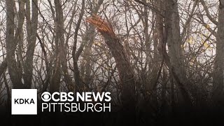 Tornado touches down in Pittsburghs eastern neighborhoods [upl. by Philipson]