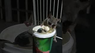 bushbaby africa southafrica thingsidoalone [upl. by Salchunas24]