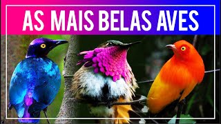 As aves MAIS BONITAS do mundo Aves do Paraíso Pássaros de Plumagens Coloridas e outras Raridades [upl. by Sabian197]