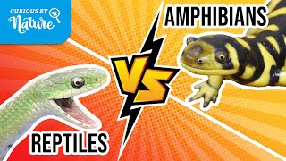 Reptiles Vs Amphibians  Whats the Difference [upl. by Anet]