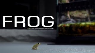 9months TINY FROGS Vivarium｜ビバリウム｜Aquaterrarium｜Aquarium [upl. by Filmer]