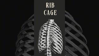 Understanding the Rib Cage True False and Floating Ribs Explained [upl. by Oigile]