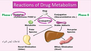 Reactions of Drug Metabolism تفاعلات أيض الدواء [upl. by Yde]