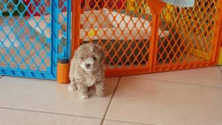 Maltipoo pup 6 weeks old female [upl. by Lauretta]