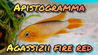 Apistogramma Agassizii Fire Red dwarf cichlid Mini geophagus [upl. by Hayley]