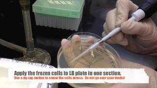 Prepare a Bacterial Stock Plate from Frozen Stock [upl. by Coats]