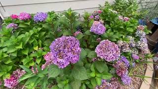 Hydrangeas Blooming In My Eastside Garden Pt 2  Aug 2024 [upl. by Adal281]