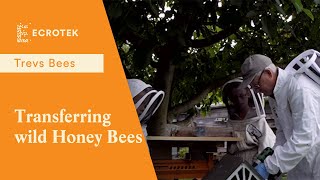 Trevs Bees  Transfering wild Honey Bees from a Starling box into a Langstroth beehive [upl. by Sello]