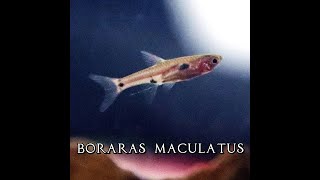 Boraras Maculatus The DWARF rasbora Leopard Aquatic T018A [upl. by Eugirne577]