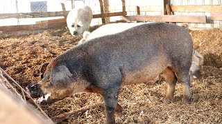 How to Breed the Ultimate Pig  The Old Line Duroc [upl. by Eenhpad896]